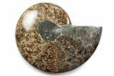 Polished Fossil Ammonite Dish - Madagascar #383928-1